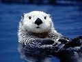 s_otteragressive
