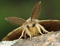 s_8318-Lymantria-dispar-IMG_8661-copy-590x456