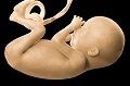 fetus-at-20weeks