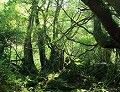 Ph001239_s