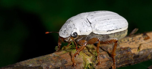 141002whitestbeetle