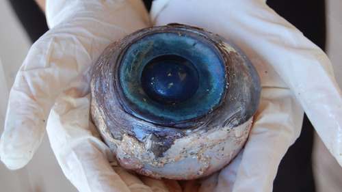 121017florida_eye