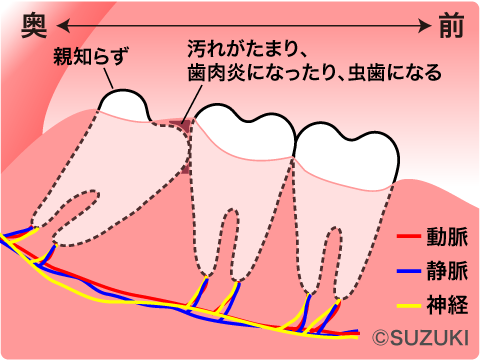 oyashirazu-illust