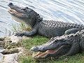 s_Hot-gators-Oasis-credit-to-Shirey