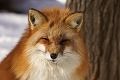 fox