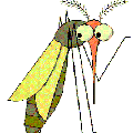 mosquito