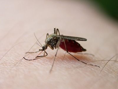 sdengue01