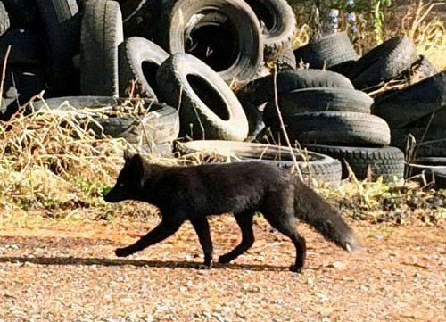 blackfox