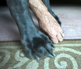 dog (1)