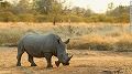 sanimal-rhino-south-africa