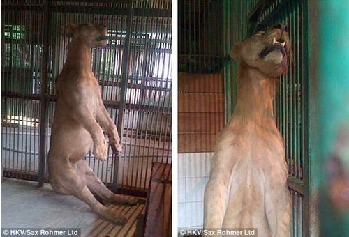 501557Zoo-of-death