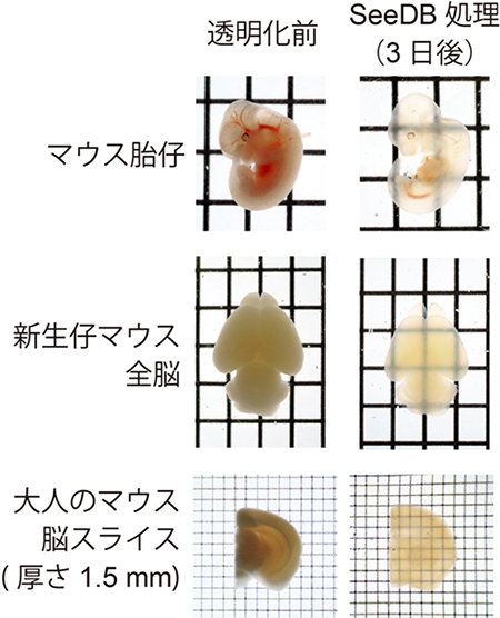 4r (1)