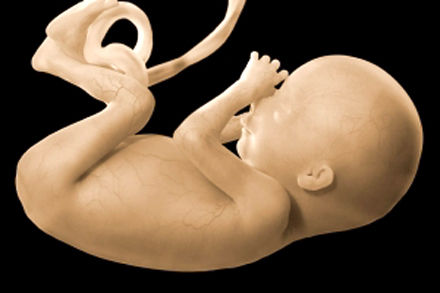 fetus-at-20weeks