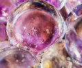Ph001104_s