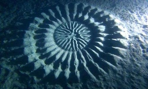 underwater-mystery-circle
