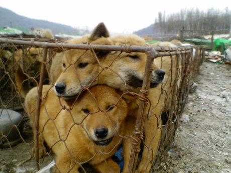 KOREAS-DOG-MEAT-INDUSTRY-2