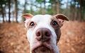 s_Dog-dogs-33860414-1680-1050