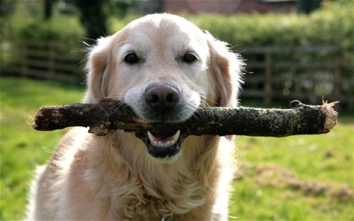 stick-dog_2603828b