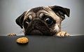 s_Pug-Cookie