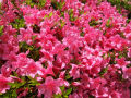 ura-photo-2009-04-07T17-12-02-15_s