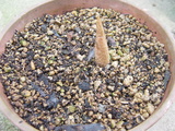 芽が出ました