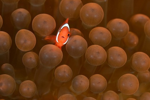 クマノミ部門4位