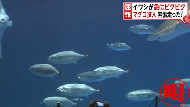 20130228_iwashi_01