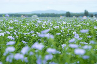 s-IMGP9506-1