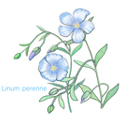 亜麻の花イラスト
