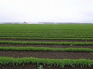 s-大塚さんの畑 (2)