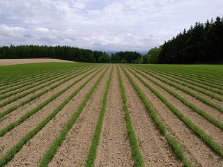 s-工藤さんの畑 (1)