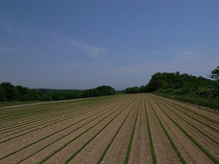 s-藤井さんの畑 (3)