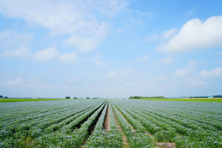 DSC00613