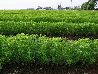 s-栄木さんの畑 (1)