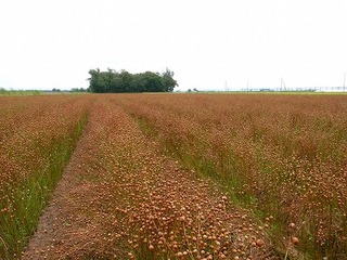 s-R0011703