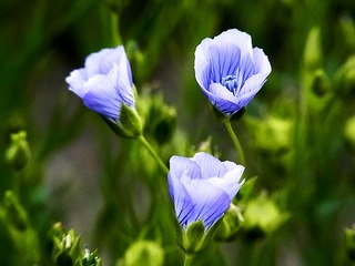 s-【優秀賞】019大塚農場〜三姉妹の目覚め