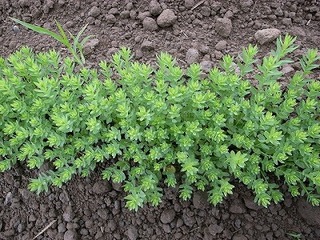 s-大塚さんの畑 (3)