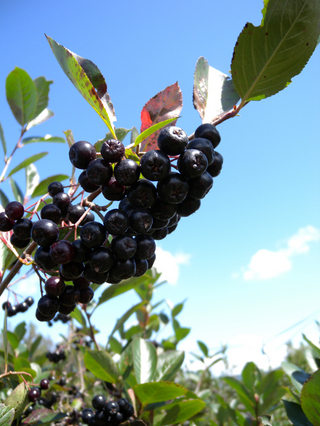 090908DSCN1125