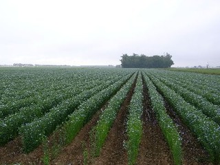 R0011061