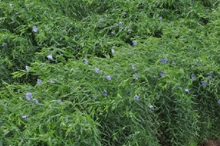 2雨に打たれた亜麻畑
