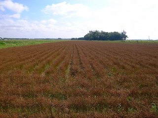 s-R0011742