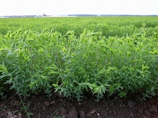 s-大塚農場 (5)