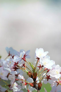 ssDSC_5394