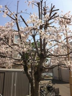 桜の木