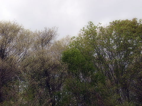 conv0002