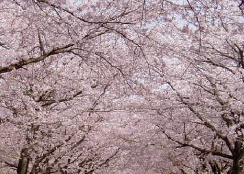桜①