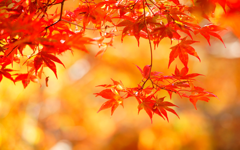 紅葉①
