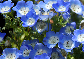 青の花
