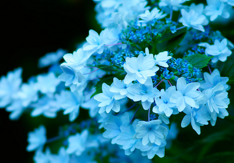 紫陽花②