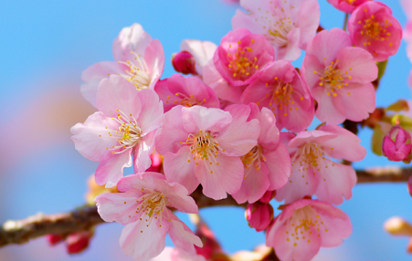 桜③